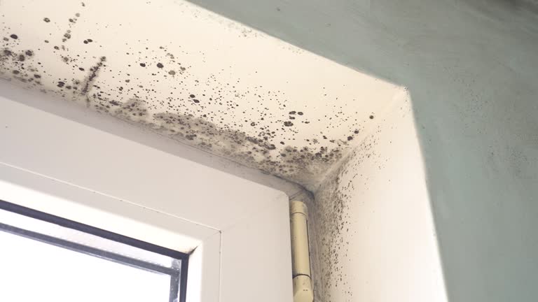 Trusted Severna Park, MD Mold Removal Experts